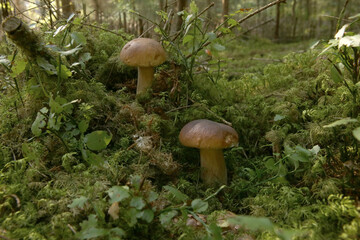 Boletus edulis mushroom growing in the forest in natural environment. Edible mushroom growing in the moss.