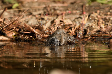  Herrerillo capuchino bañándose y bebiendo en el estanque (Lophophanes cristatus) Ojén Andalucía España 