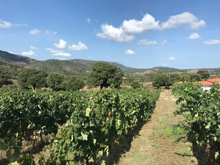Fototapeta na wymiar vermentino vineyard in sardinia, italy