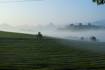 Naklejka na ściany i meble Mocchau highland, Vietnam: Moc Chau tea hill, Moc Chau village . Tea is a traditional drink in Asia
