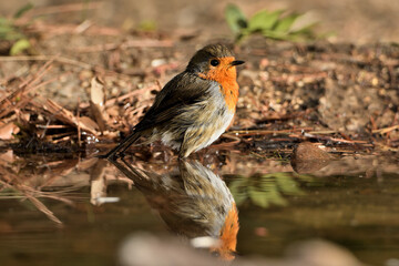  petirrojo bañándose en el estanque del parque  (Erithacus rubecula) Ojén Andalucía España 