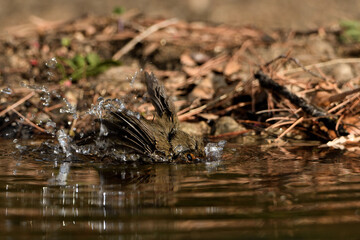  petirrojo bañándose en el estanque del parque  (Erithacus rubecula) Ojén Andalucía España 