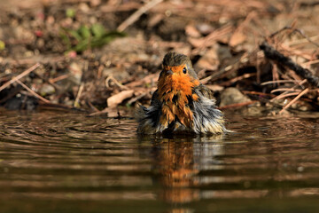  petirrojo bañándose en el estanque del parque  (Erithacus rubecula) Ojén Andalucía España 