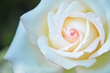 Macro photography of a white/yellow rose with a pink center