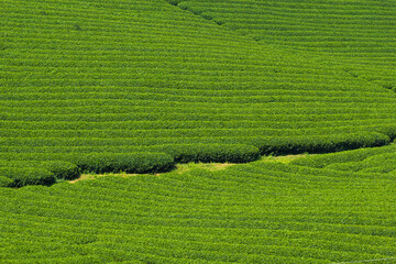 Obraz premium Mocchau highland, Vietnam: Moc Chau tea hill, Moc Chau village . Tea is a traditional drink in Asia