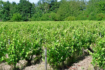 Fototapeta na wymiar Vouvray; France - july 15 2020 : vineyard