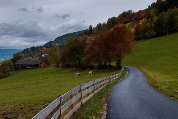 Autumn road with no people, isolation and one with nature