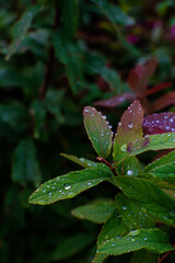 Close up of beautiful autumn plant with rain drop