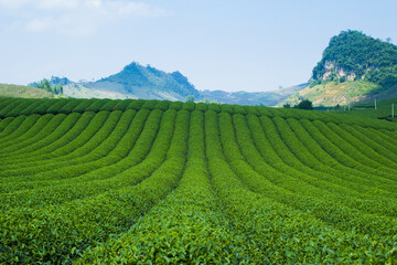 Fototapeta na wymiar Mocchau highland, Vietnam: Moc Chau tea hill, Moc Chau village . Tea is a traditional drink in Asia