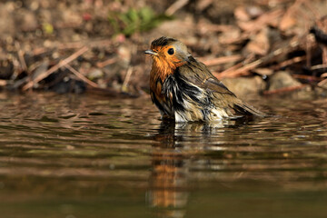  petirrojo bañándose en el estanque del parque  (Erithacus rubecula) Ojén Andalucía España 