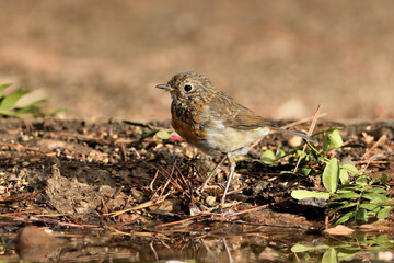 petirrojo bañándose en el estanque del parque  (Erithacus rubecula) Ojén Andalucía España 