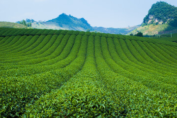Naklejka premium Mocchau highland, Vietnam: Moc Chau tea hill, Moc Chau village . Tea is a traditional drink in Asia