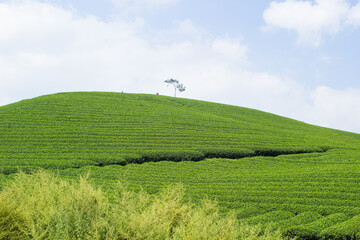 Mocchau highland, Vietnam: Moc Chau tea hill, Moc Chau village . Tea is a traditional drink in Asia