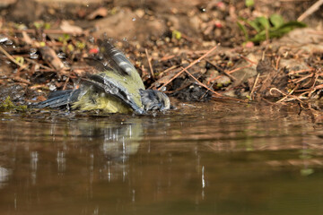  Herrerillo bebiendo y bañándose en el estanque del parque (Cyanistes caeruleus) Ojén Andalucía España