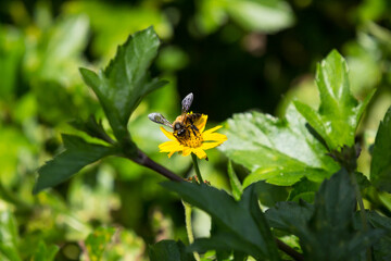 Bee  insect and Yellow Singapore daisy flower