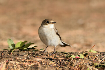 papamoscas cerrojillo en el suelo del parque (ficedula hypoleuca) Ojén Andalucía España  