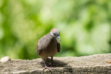 Young Brown Pigeon bird on old wall cement