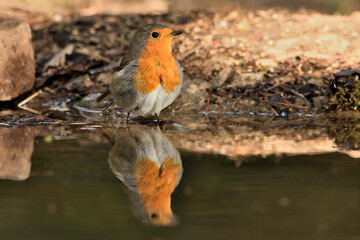 petirrojo bañándose y reflejado en el estanque del parque (Erithacus rubecula) Ojén Andalucía España 