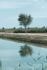 image of a reflection of a lonely tree in the middle of the field