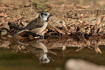  herrerillo capuchino reflejado y bañándose en el estanque del bosque (Lophophanes cristatus) Ojén Andalucía España 