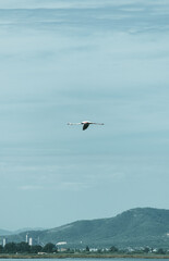 Fototapeta na wymiar image of a Flamingo flying through a meadow in Tarragona during the summer