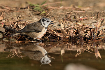  herrerillo capuchino reflejado y bañándose en el estanque del bosque (Lophophanes cristatus) Ojén Andalucía España 