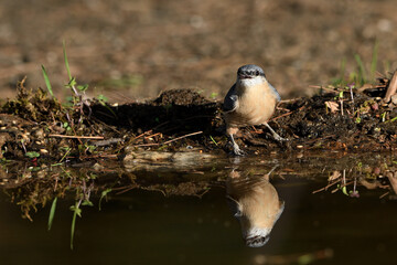   trepador azul bebiendo agua y reflejado en el estanque del bosque (Sitta europaea) Ojén Andalucía España 