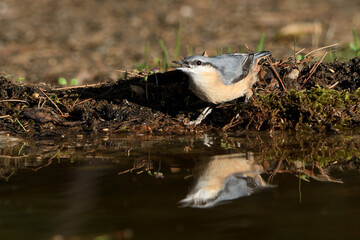  trepador azul bebiendo agua y reflejado en el estanque del bosque (Sitta europaea) Ojén...