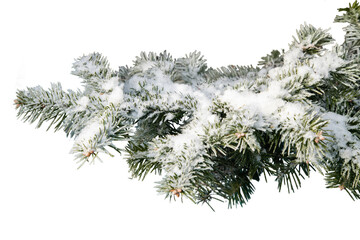 Evergreen tree branch isolated on white background