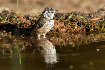 herrerillo capuchino reflejado y bañándose en el estanque del bosque (Lophophanes cristatus) Ojén Andalucía España 