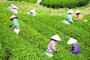 Mocchau highland, Vietnam: Farmers colectting tea leaves in a field of green tea hill on Oct 25, 2015. Tea is a traditional drink in Asia
