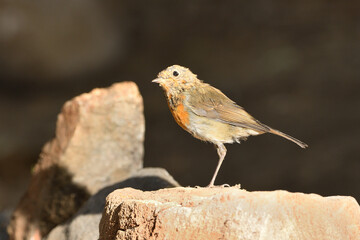 petirrojo posado en una piedra del parque (Erithacus rubecula) Ojén Andalucía España 