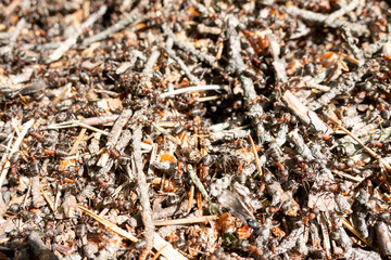 Ants in the forest.