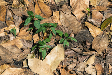 autumn leaves and greenery on the ground