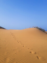 Fototapeta na wymiar golden sand dune in sahara desert