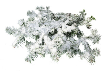 Evergreen tree branch isolated on white background