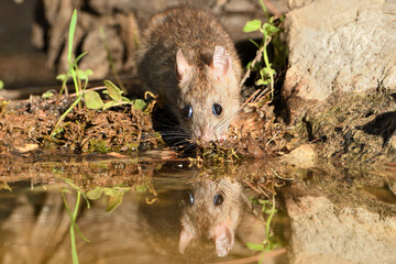  rata de campo comiendo y bebiendo en el estanque del bosque  (Rattus rattus)  Ojén Andalucía España 