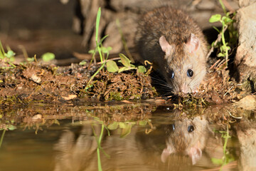  rata de campo comiendo y bebiendo en el estanque del bosque  (Rattus rattus)  Ojén Andalucía...
