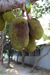 Jackfruit 