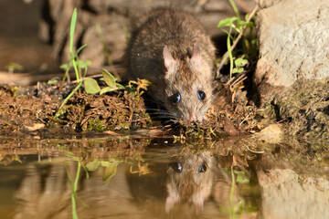  rata de campo comiendo y bebiendo en el estanque del bosque  (Rattus rattus)  Ojén Andalucía España 