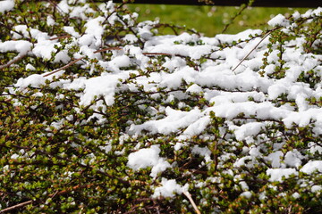 the first white snow on still green grass on sunny day. autumn or spring, contrast weather. changing season.
