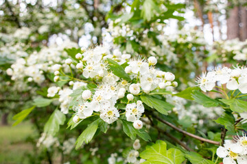 Obraz premium White beautiful flowers with petals.