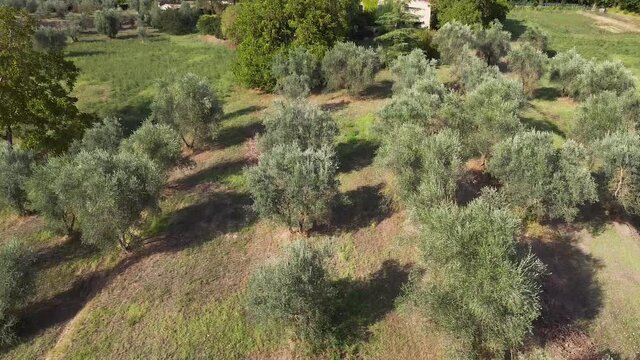 Aerial view of an olive field in Agricultural concept. Italian countryside. Umbria. Citt&agrave; della Pieve. Italy