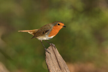 petirrojo en una rama del parque (Erithacus rubecula) Ojén Andalucía España 