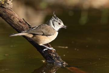  herrerillo capuchino bebiendo agua en el estanque del bosque (Lophophanes cristatus) Ojén Andalucía España 