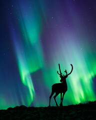 Reindeer standing in the hill, night sky with stars and Aurora borealis in the background.