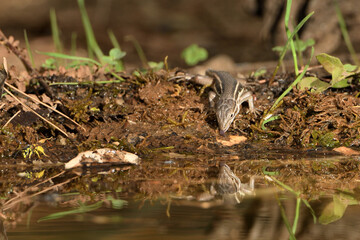  lagartija común bebiendo agua en el estanque del parque (Podarcis hispanicus) Ojén  Andalucía España 