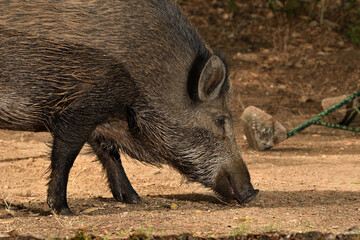 Fototapeta premium jabalí salvaje en el parque (Sus scrofa) Ojén Andalucía España 
