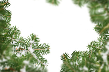 Evergreen tree branches isolated on white background