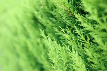 Green tree branches close up. Professional landscaping and gardening.